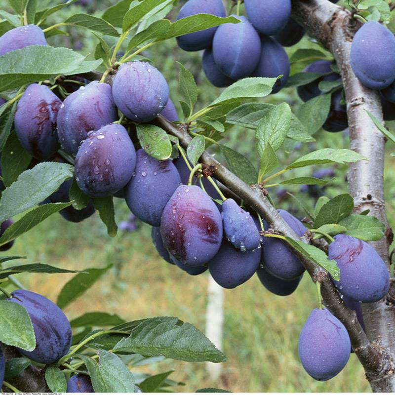 百色08公分的西梅蓝蜜李子苗适应的海拔是多少米