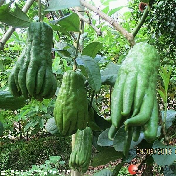 川佛手苗 新鲜佛手泡水喝的功效佛手果种植技术与管理