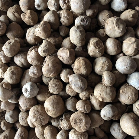 厂家供魔芋种子包回收 界首珠芽黄魔芋种子厂家热线