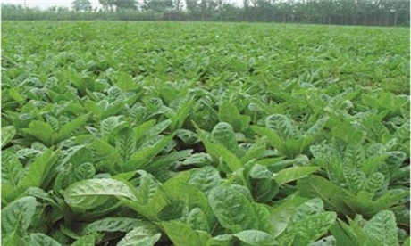 地黄种苗价格地黄种苗成本分析优质地黄种苗厂家