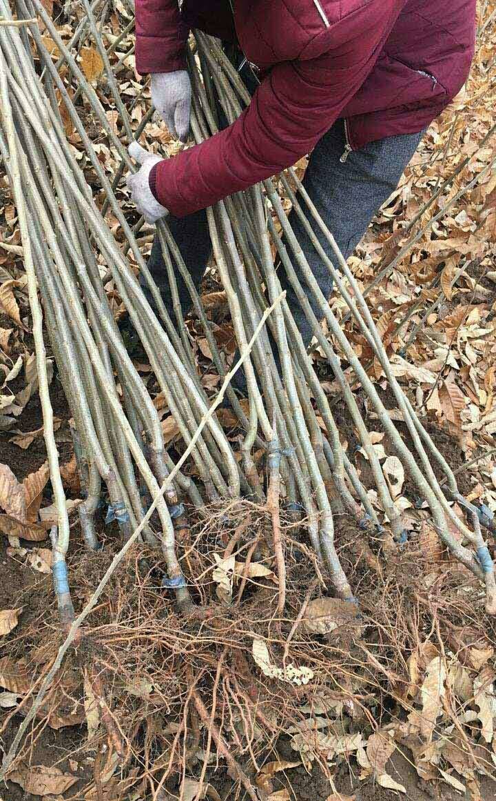 珠海燕山短枝板栗苗小苗