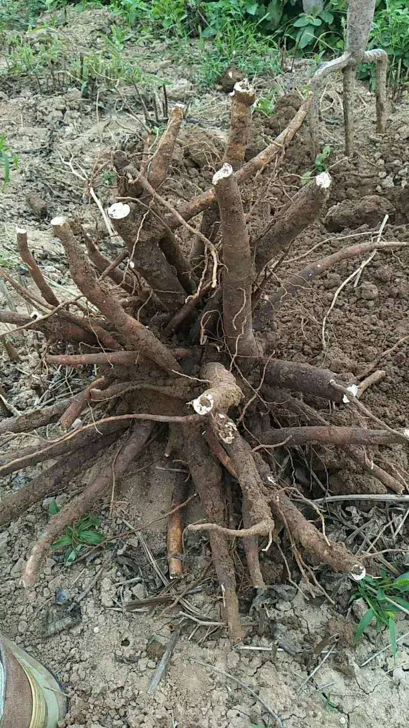 产品展厅 >白芍芽产地销售  白芍的种植:生长习性芍药适应性强,野生于