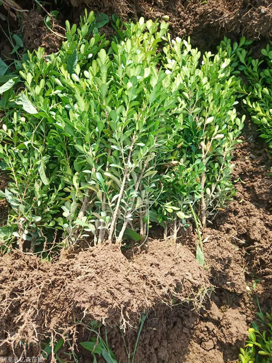 陕西瓜子黄杨苗种植户 周至瓜子黄杨苗基地 周至县产地直销