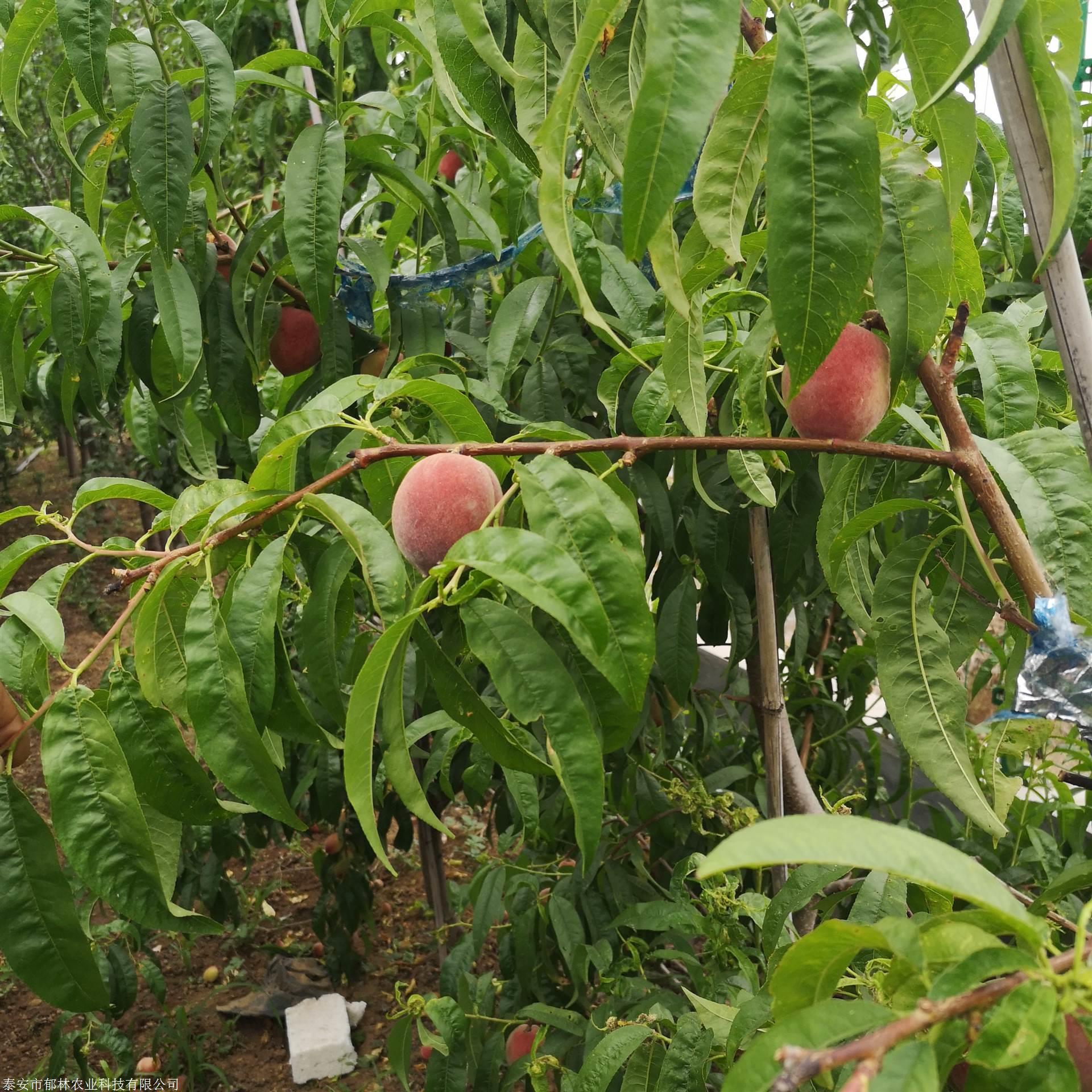 秋彤桃树苗品种介绍桃树苗种植前景