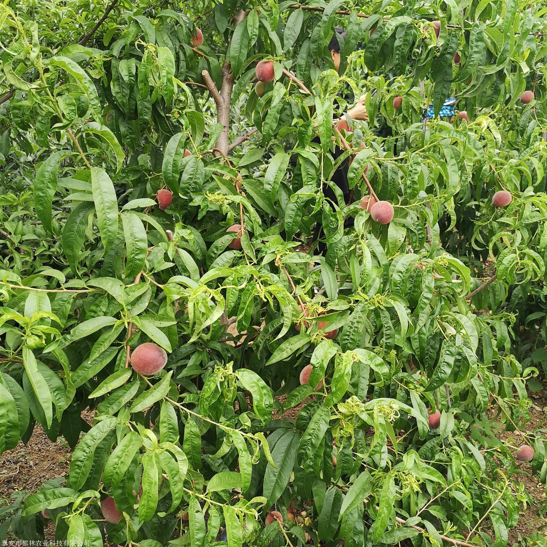 晚熟桃树苗新品种