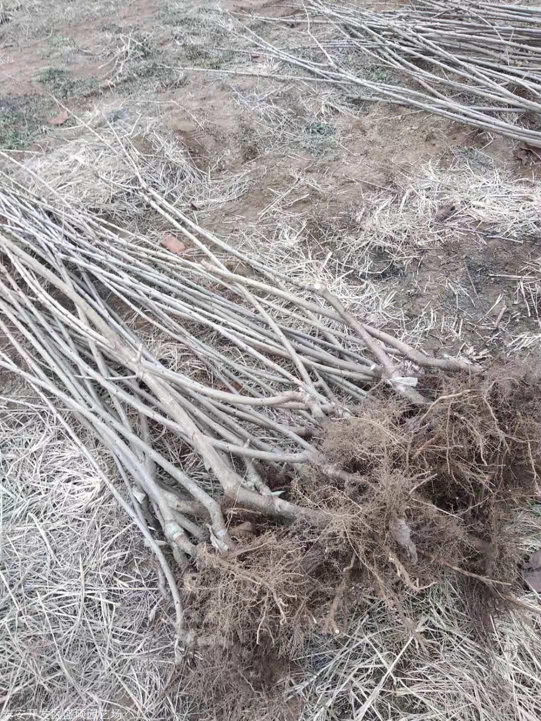 矮化樱桃苗批发5公分樱桃苗报价