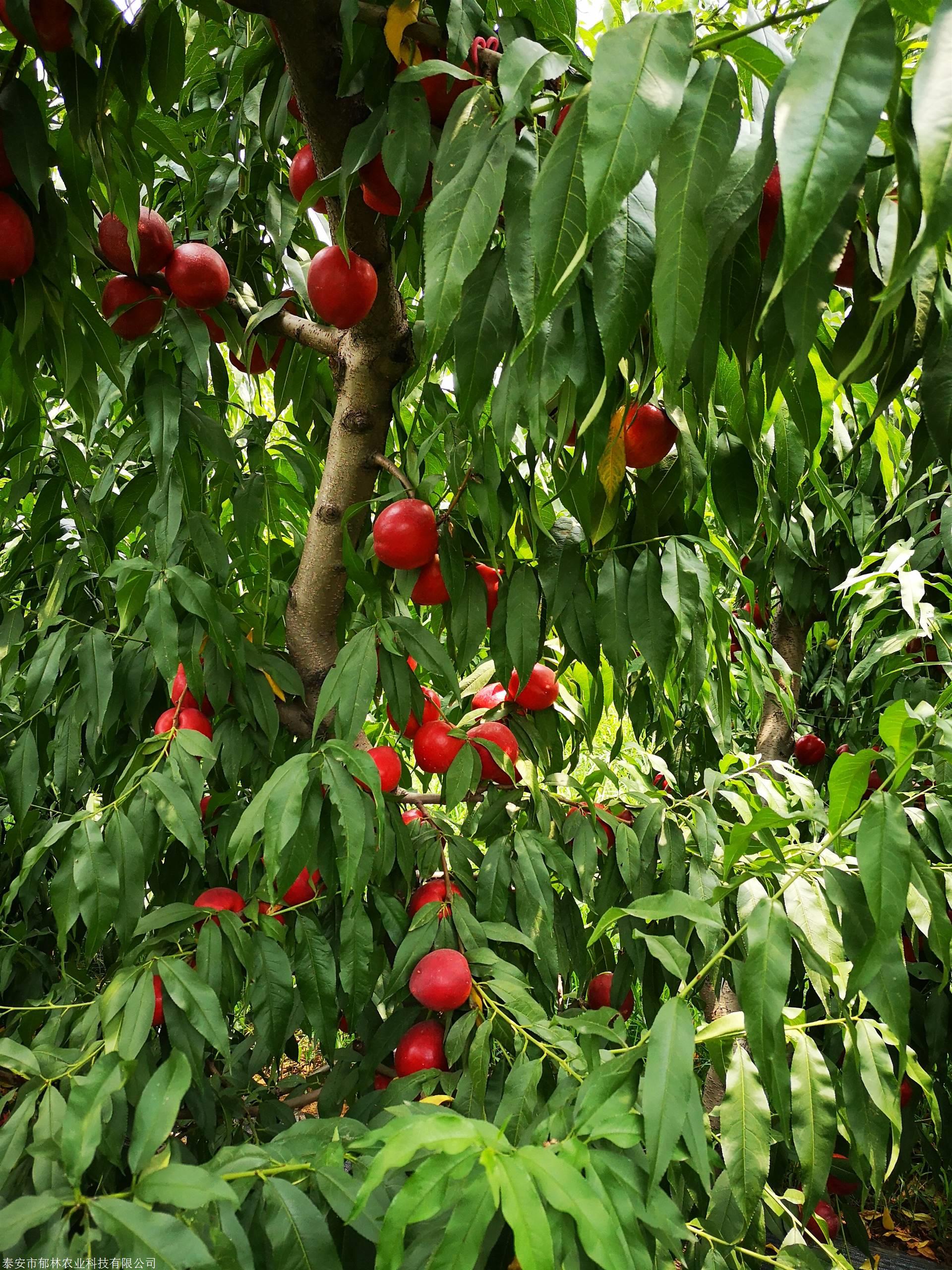 中油12号桃树苗中油14号桃树苗现场技术指导