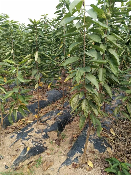 4公分5公分大青叶樱桃树苗现挖现卖