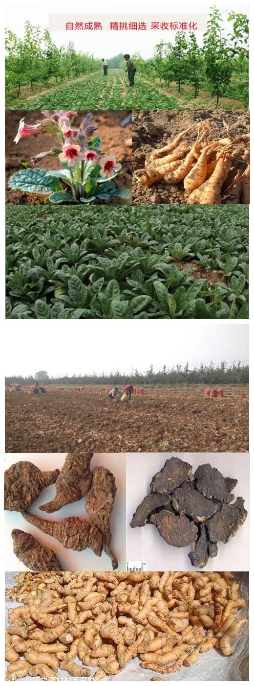 地黄种苗地黄种子地黄种植方法