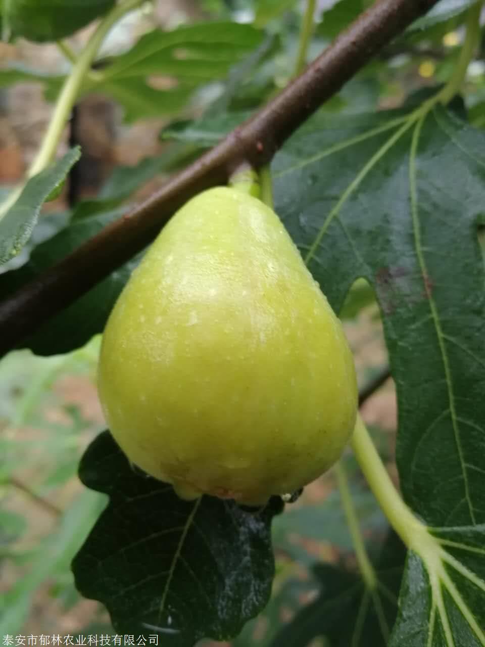 果王无花果树苗砂糖无花果树苗种植时间