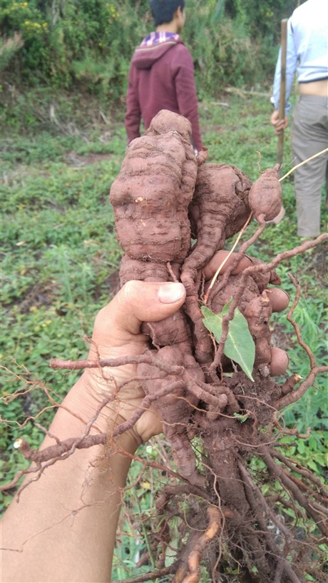 狗土瓜形态特征