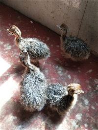 俩三个月非洲鸵鸟价格 回收种鸵鸟 成年鸵鸟