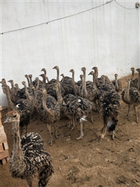 下蛋种成年鸵鸟苗价格多少钱一只