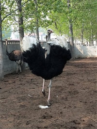 鸵鸟苗价格 批发 多少钱一只 鸵鸟养殖基地 成年种鸵鸟 鸵鸟蛋 回