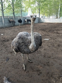 非洲原种鸵鸟苗价格多少钱一只
