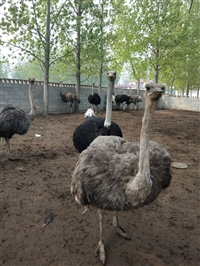 鸵鸟苗价格多少钱一只