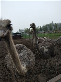 鸵鸟苗价格鸵鸟蛋多少钱一枚