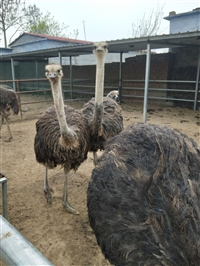 山东鸵鸟苗价格多少钱一只