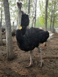 成年鸵鸟苗价格 行情怎么样 多少钱一对 成年下蛋种鸵鸟价格 