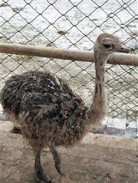 优质脱温鸵鸟苗价格多少钱一只