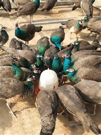 三个月孔雀苗的价格多少钱一对