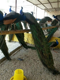 开屏孔雀苗价格多少钱一对