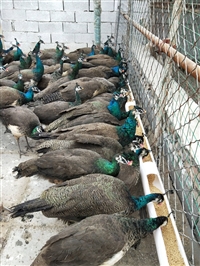 脱温孔雀苗价格多少钱一对