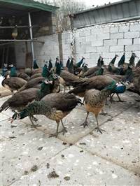 蓝孔雀苗价格多少钱一对出售