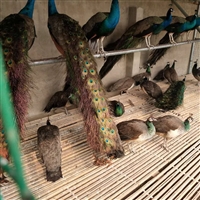 养殖场孔雀苗一对价格多少钱