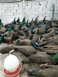 小孔雀苗批发价格多少钱一对