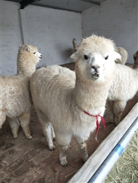 宠物羊驼幼崽价格多少钱一只