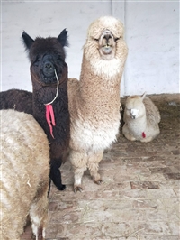 杂交萌宠羊驼价格多少钱一只