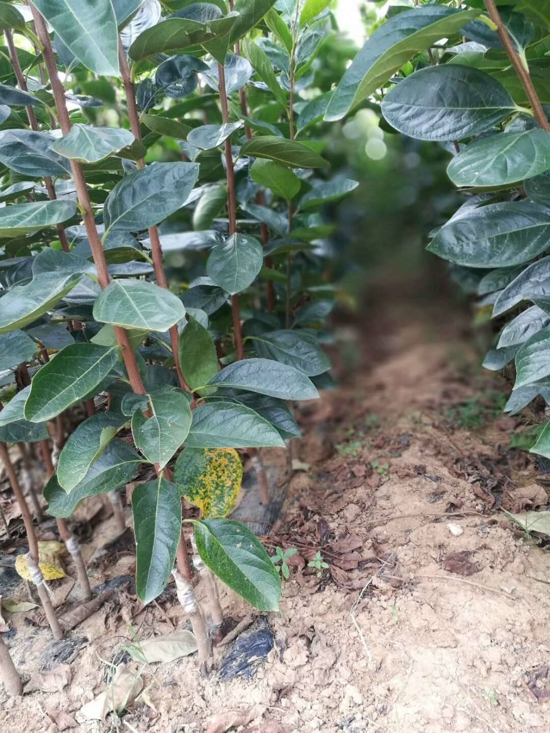 忻州2公分日本富有甜柿子苗介绍及生长习性