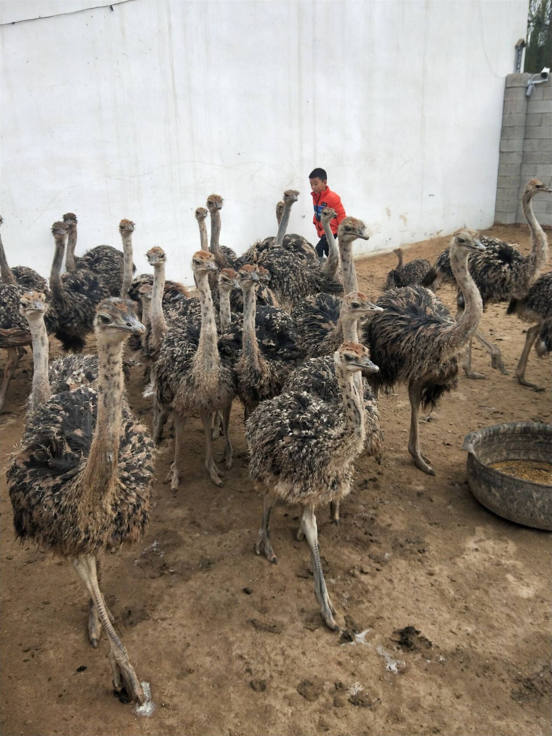 今年非洲鸵鸟苗价格多少钱一只基地批发包回收价格