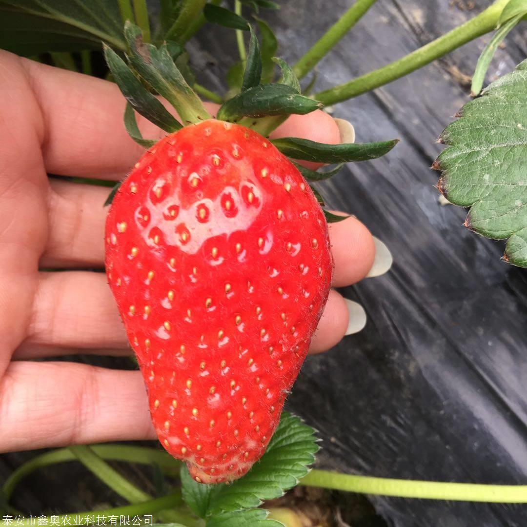 出售幸香草莓苗现挖现卖,鑫奥农业科技