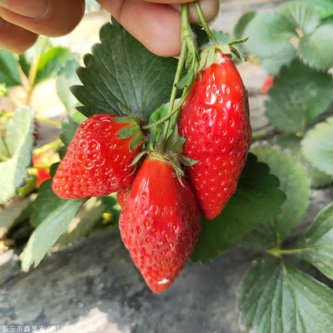 新报价:安娜草莓苗质量保证