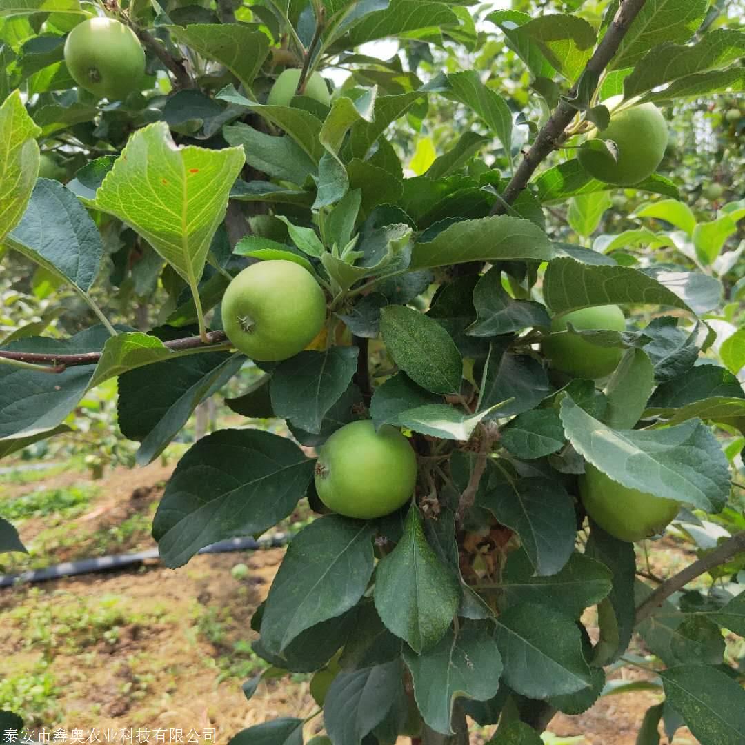 基地供应蛇果苹果树苗规格齐全