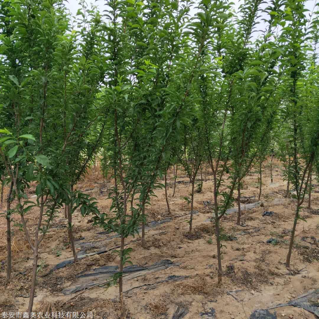 1公分青脆李子树苗成活率高李子苗基地秋后大量出货