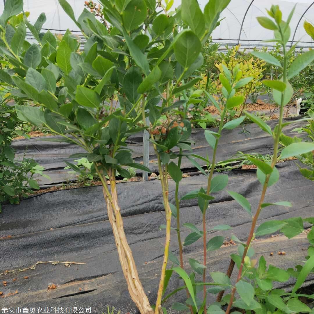 丛生伊丽莎白蓝莓苗基地根系发达