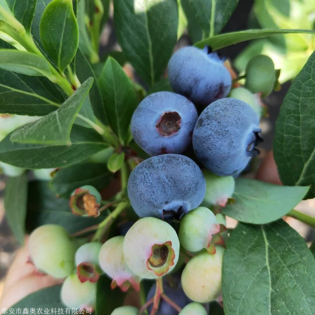 迪克西蓝莓苗保湿发货