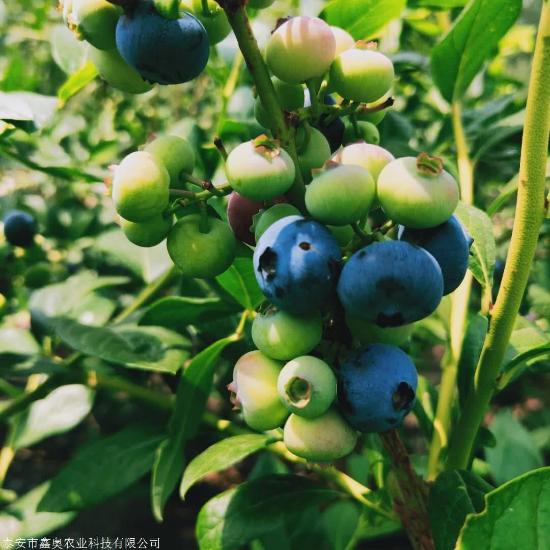 迪克西蓝莓苗保湿发货