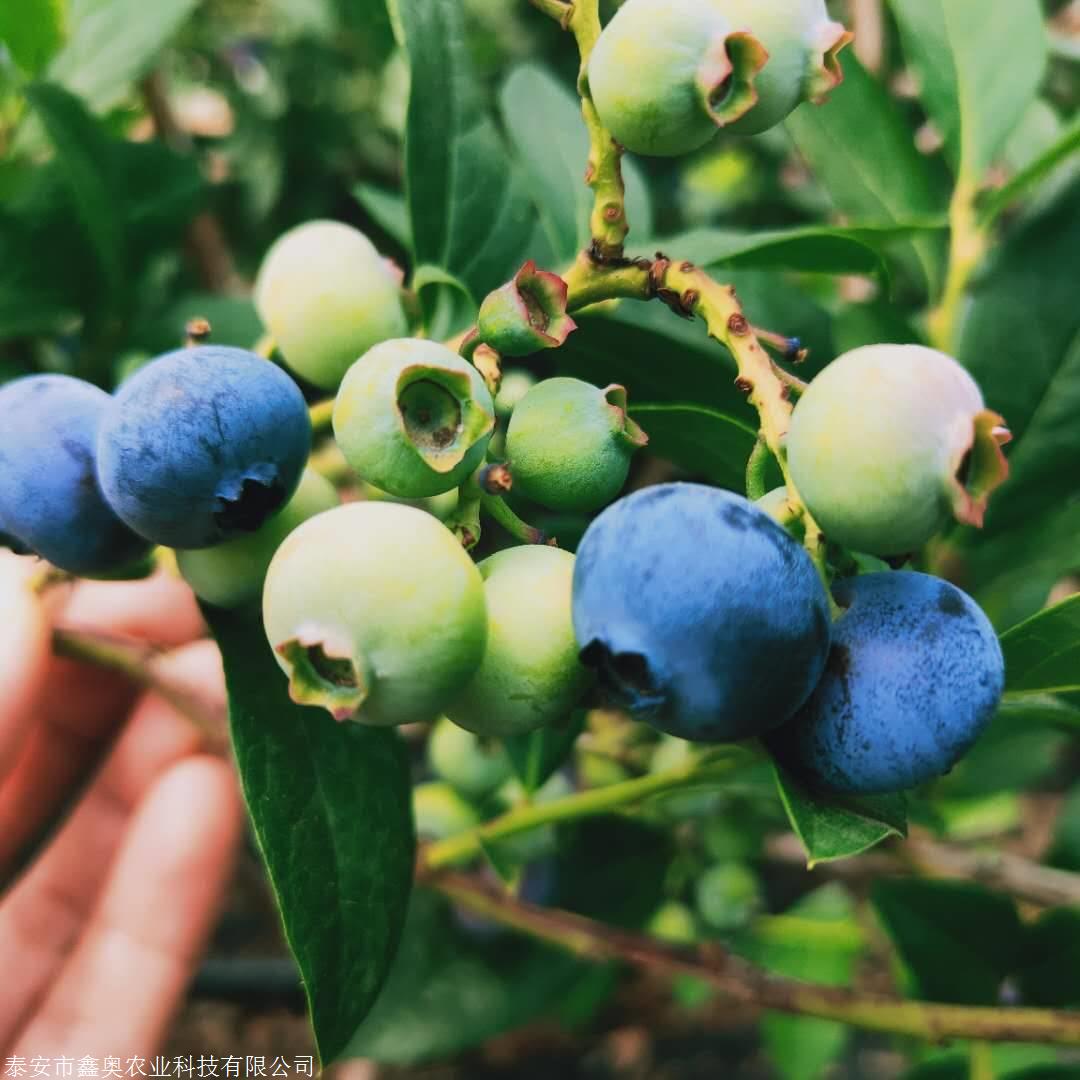 优质伊丽莎白蓝莓苗基地 大量出售