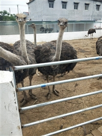 非洲鸵鸟苗价格 多少钱一只出售