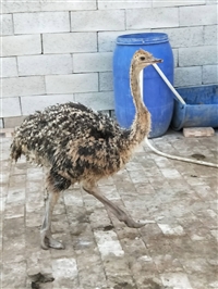 四川成年大鸵鸟苗价格多少钱一只