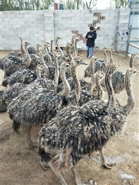 养殖场成年鸵鸟苗价格多少钱一只