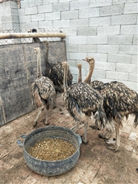 成年非洲鸵鸟苗价格多少钱一只