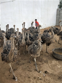 山东附近鸵鸟苗批发价格多少钱一只