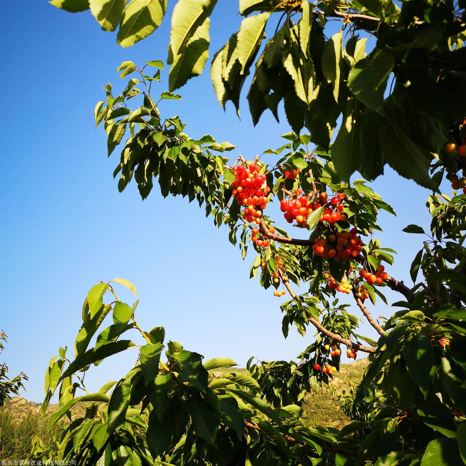 大青叶砧木樱桃苗供应出售