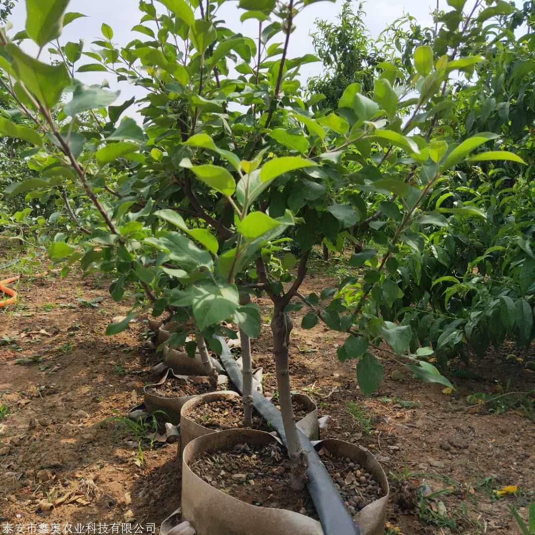 苹果苗批发价格#蛇果苹果树苗管理方式