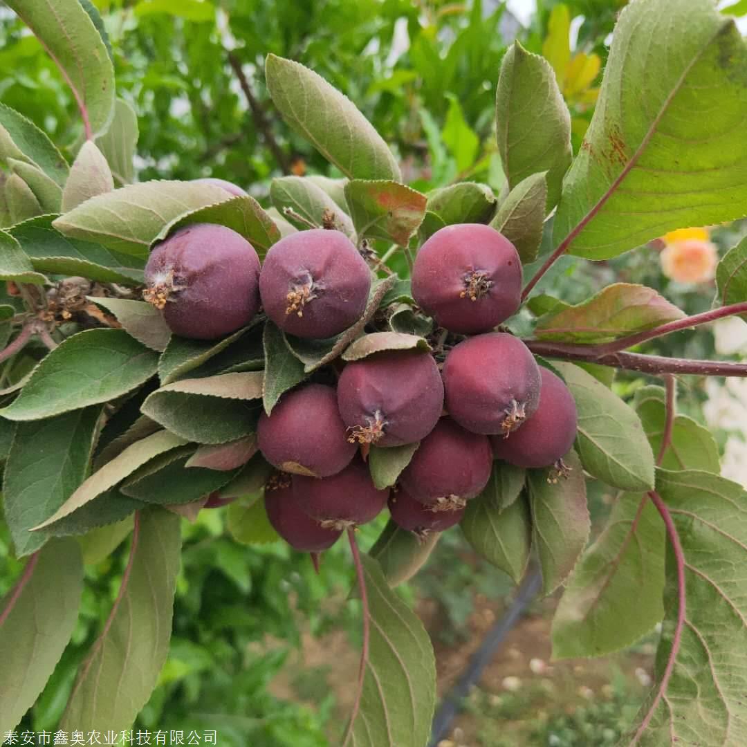 1公分蛇果苹果树苗管理方式,鑫奥农业